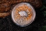 Pièce de monnaie en Argent 12 Dollars g 155.5 (5 oz) Millésime 2024 Twelve Zodiac Signs CANCER