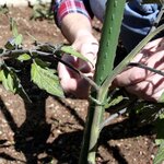 Tuteur pour plantes et légumes - en fer - hauteur : 60 cm