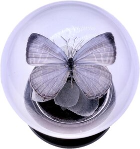 Pièce de monnaie en Argent g 62.2 (2 oz) Millésime 2025 JAMIDES CELENO