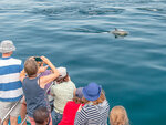 SMARTBOX - Coffret Cadeau Journée de croisière pour 2 près de Lorient à la découverte des dauphins et oiseaux marins -  Sport & Aventure