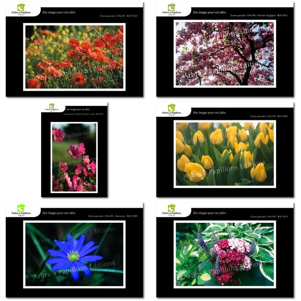 Lot de 6 cartes postales - fleurs 1 - photos frédéric engel