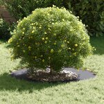 vidaXL adapté pour anneaux d'arbre plats 5 Pièces Anthracite Ø40 / 70 cm