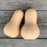 Graines à semer - Courge butternut bio