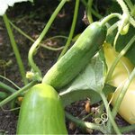Concombre Vert Long Maraicher bio - Graines à semer