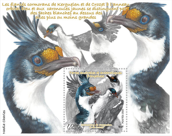 Bloc 1 timbre TAAF - Cormorans de Kerguelen et Crozet