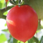 Tomate Petit Cœur de Bœuf bio - Graines à semer