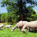 Kerbl filet pour moutons ovinet 108 cm 27251