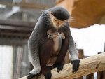 SMARTBOX - Coffret Cadeau ZooParc de Beauval 2026 : entrées 2 adulte (2 journées) -  Multi-thèmes