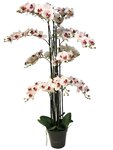Orchidée phalaenopsis factice top qualité & pot h140cm rose-pâle-best - dimhaut: h 140 cm - couleur: rose-crème