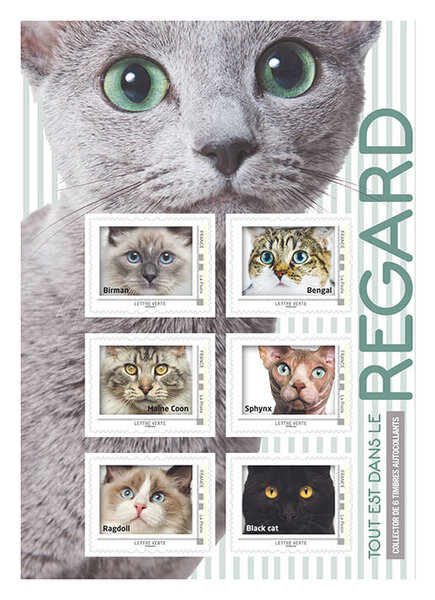 Collector - Tout est dans le Regard - Vert