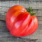 Tomate coeur de bœuf bio - Graines à semer