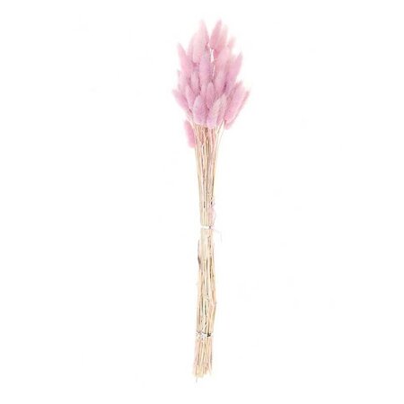Lagurus séchés lilas - 45 cm