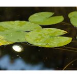 Ubbink Lampes d'étang MultiBright 20 LED 1354037