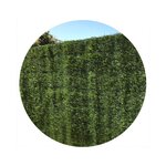 Haie artificielle vert thuyas 127 brins en rouleau europa 1.8 x 3 m (lot de 10)