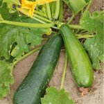 Courgette Non Coureuse Des Maraichers bio - Graines à semer