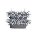 Corsica Vert Forest Large Set 2 anthracite