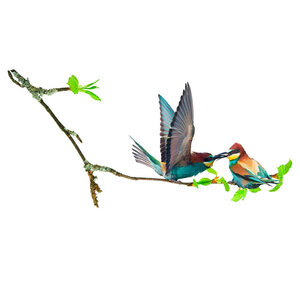Stickers muraux - oiseaux sur une branche