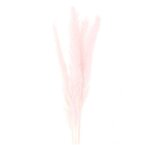 Herbes de Palma séchées rose - 70 cm
