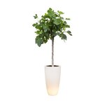 Pure Soft Round High Smart LED 50 transparent