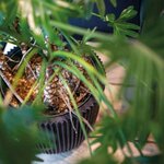 Capi Jardinière Groove 43x41 cm noir