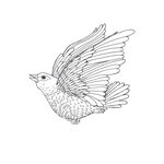 Clairefontaine - carnet de coloriage pour adultes 21x29.7 cm - modèle : oiseaux