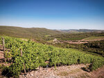 Visite d'un vignoble familial en agriculture biologique et dégustation de vins dans le languedoc - smartbox - coffret cadeau sport & aventure
