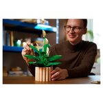11504 Lys de la paix en pot ® Botanicals