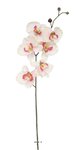 Orchidée phalaenopsis artificielle zen  h 77 cm  6 fleurons  rose pâle - couleur: rose pâle