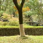 vidaXL Rouleaux de jute 2 Pièces 1x50 m 100   jute 200 g/m²