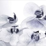 Ag design papier peint photo orchids