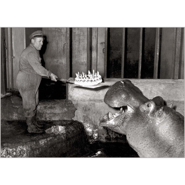Carte L'anniversaire De L'hippopotame - Bettmann - Draeger paris