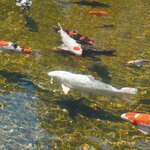 Ubbink Unité UVC AlgClear 55000 55 W 1355142