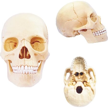 MGM - Explora - Anatomie squelette - Expérience anatomie - La Poste