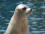 Journée au parc marineland d'antibes pour 2 adultes et 2 enfants - smartbox - coffret cadeau sport & aventure