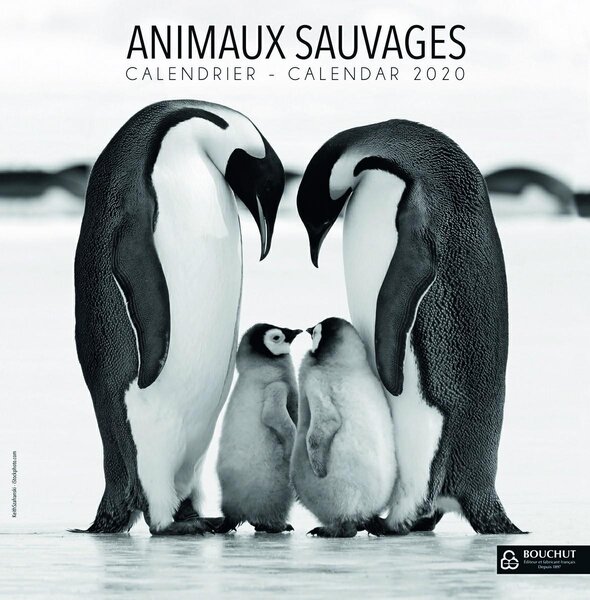 Calendrier illustré année civile Animaux Sauvages 15 X 15 cm BOUCHUT