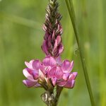 Graines à semer - Sainfoin bio