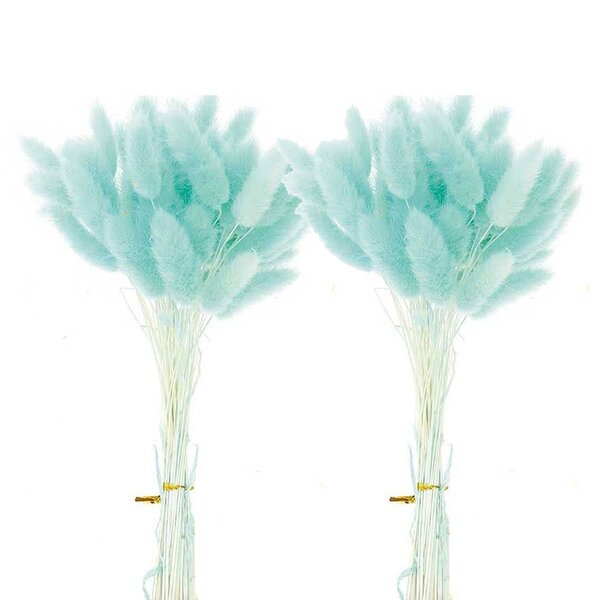12 tiges de lagurus séchés turquoise - 45 cm