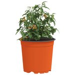vidaXL Pot à fleurs 100 Pièces Céramique Ø 15 x 13 cm Plastique