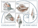 Timbre - TAAF - Coquillages de Terre Adélie