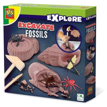 Ses creative découvre des fossiles