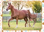 puzzle 60 p Maman et bebe cheval