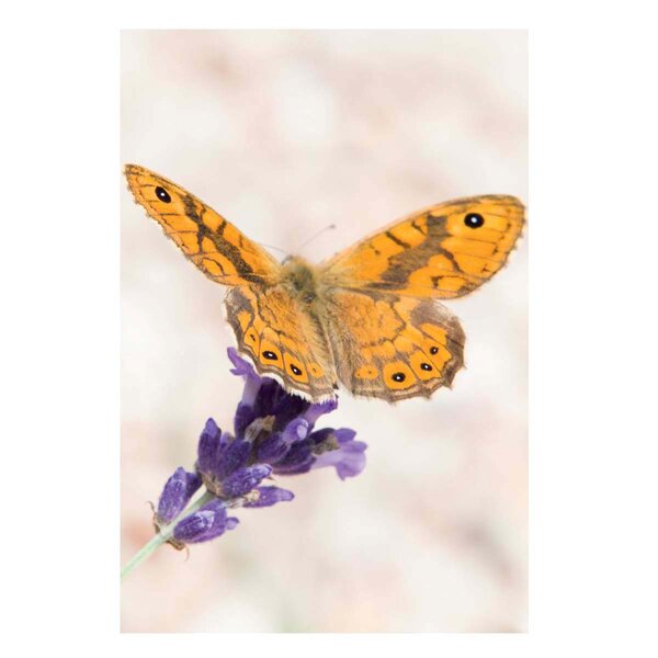 Carte De Voeux Mini - Papillon - Draeger paris