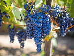 SMARTBOX - Coffret Cadeau Visite du vignoble de la Bastide des oliviers et de sa cave avec dégustation pour 2 -  Gastronomie