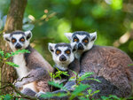 SMARTBOX - Coffret Cadeau Journée d'exploration en famille : 4 entrées pour le Safari de Peaugres près de Saint-Étienne -  Sport & Aventure