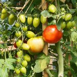 Lot de 10 tuteurs pour plantes et légumes - en bambou - hauteur : 150 cm