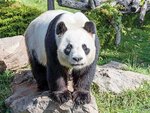 SMARTBOX - Coffret Cadeau Séjour au ZooParc de Beauval 2026: entrées 2 adulte et 1 nuit à proximité - Multi-thèmes