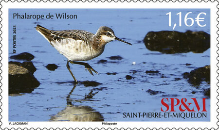 Timbre Saint Pierre et Miquelon - Phalarope de Wilson