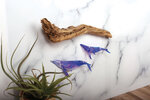 Plastique dingue transparent 7 feuilles