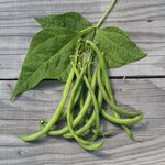 Haricots nain bio Pongo Filet - Graines à semer