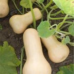 Graines à semer - Courge butternut bio